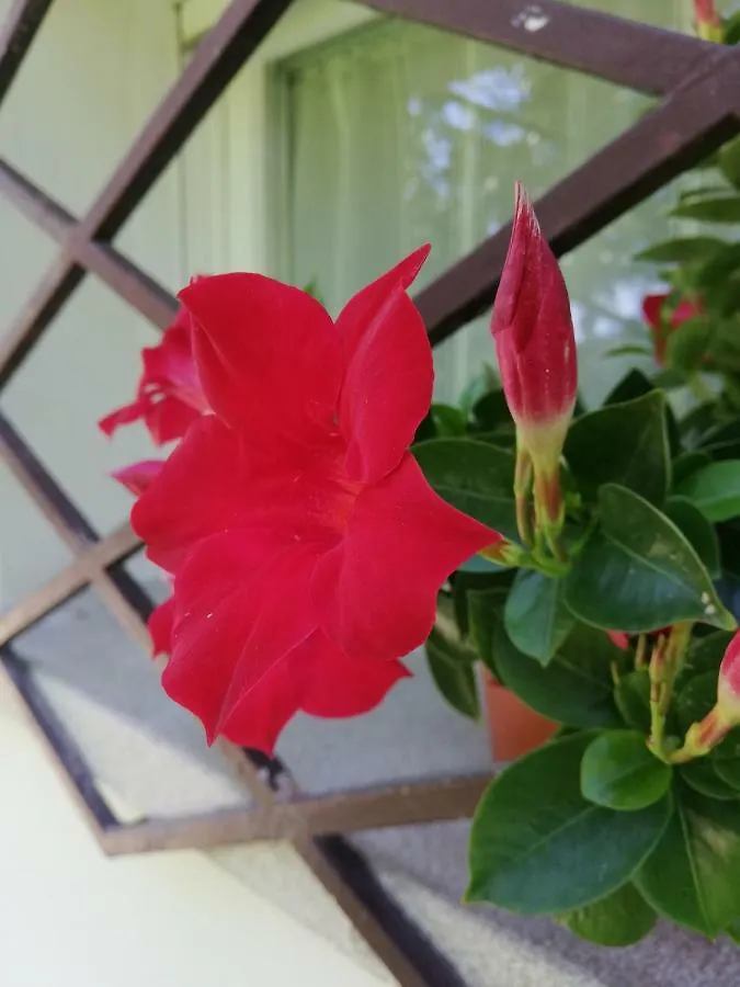 Appartamento Le Magnolie 2 Mestre Italien